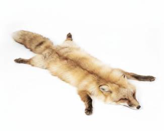 Taxidermy Fox Fur second image