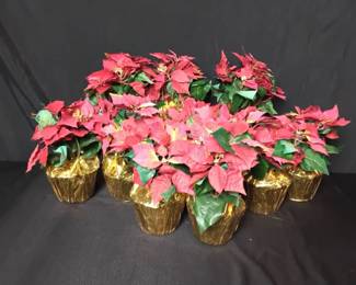 Pointsettia Paradise