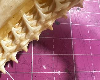 	#91	RA	Real shark jaw (likely bull shark), taxidermy with teeth (~10", as-is)	 $ 50.00 																							