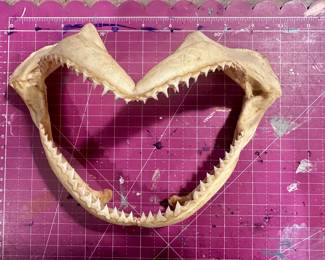 	#91	RA	Real shark jaw (likely bull shark), taxidermy with teeth (~10", as-is)	 $ 50.00 																							