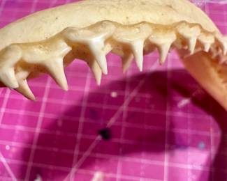 	#91	RA	Real shark jaw (likely bull shark), taxidermy with teeth (~10", as-is)	 $ 50.00 																							