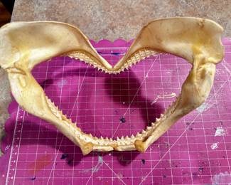 	#91	RA	Real shark jaw (likely bull shark), taxidermy with teeth (~10", as-is)	 $ 50.00 																							