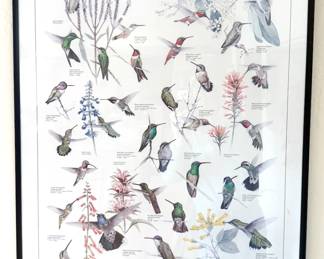 Hummingbird poster