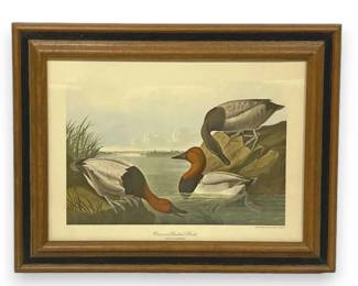 Audubon Reproduction Print Of Canvas Backed Duck