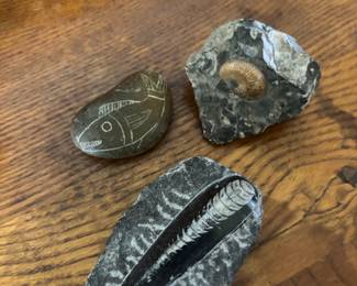 Orthoceras Cephalopod Fossil, Ammonite Fossil
