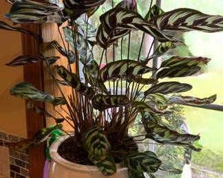 Potted Calathea Peacock Plant