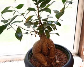 Potted Ficus Bonsai Tree