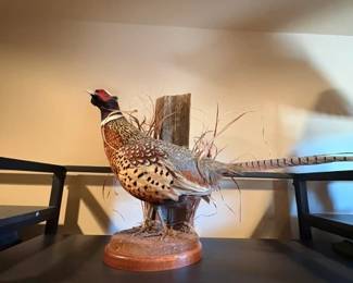 Pheasant Taxidermy