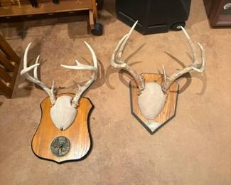 White Deer Antler Mounts