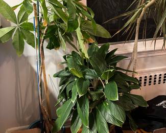 Many faux  standing plants 