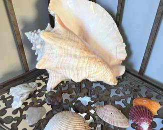 Assorted Seashell Collection with Large Conch