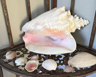 Queen Conch Shell