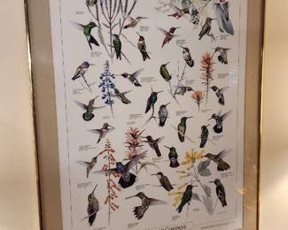 Hummingbird Poster and Identification Chart