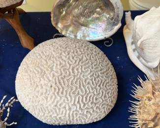 A huge collection of large and small shells