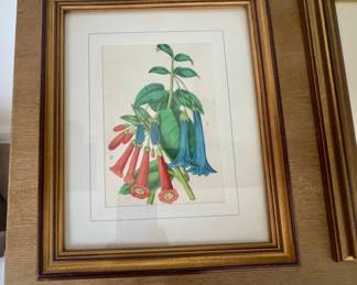Framed Botanical Print of Lapageria rosea (Chilean Bellflower)