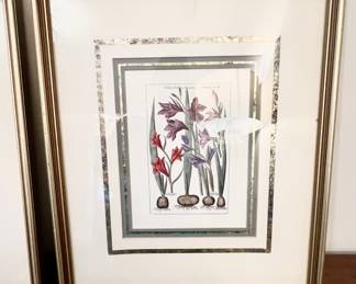 Pair of Framed Botanical Prints of Gladiolus Flowers by Johann Wilhelm Weinmann
