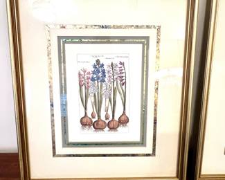 Antique Botanical Print of Hyacinths by Basilius Besler