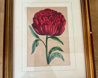 Red Peony Chromolithograph Botanical Print