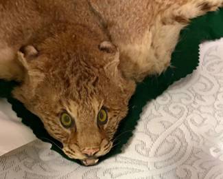 Lynx - over 100 years old and in pristine condition, flat felt-mounted.  