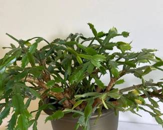 066 largechristmascactus