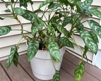 002 aglaonemachineseevergreeningraypot