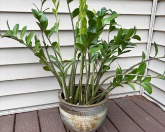 143 zzplantzamioculcaszamiifoliainglaze