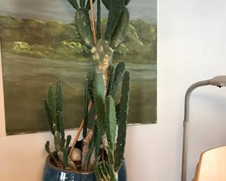 Cactus, Orchids and an Aloe Plant