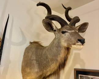African Kudu shoulder mount