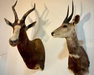 Blesbok and Southern Reedbuck shoulder mounts