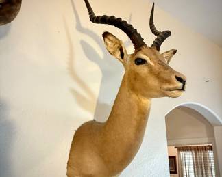 Impala shoulder mount