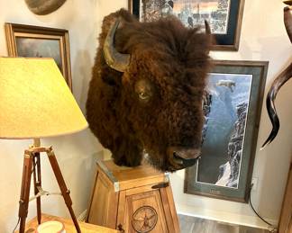 Bison Shoulder Mount