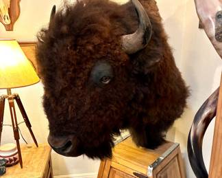 Bison Shoulder Mount