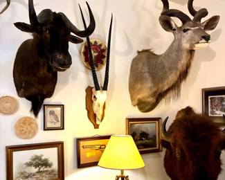 Oryx Gemsbok skull mount