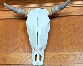 Bull Scull and horns