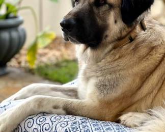 Meet my  dog Noah 🐾💕