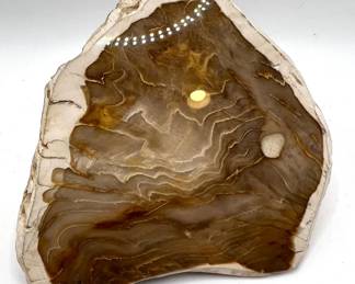Polished Petrified Wood Fossil