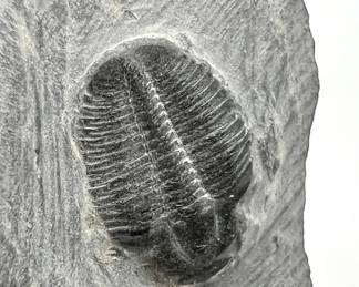 Trilobite Fossil — Cambrian Period