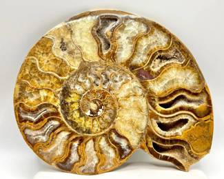 Cleoniceras Ammonite Fossil from the Early Cretaceous Period