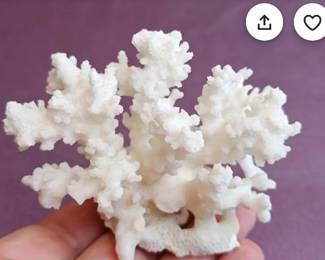 Massive collection of shells 