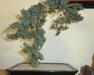 Faux Juniper Bonsai Tree