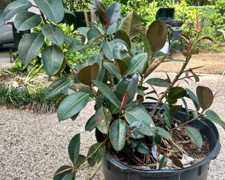 Enormous Rubber Tree