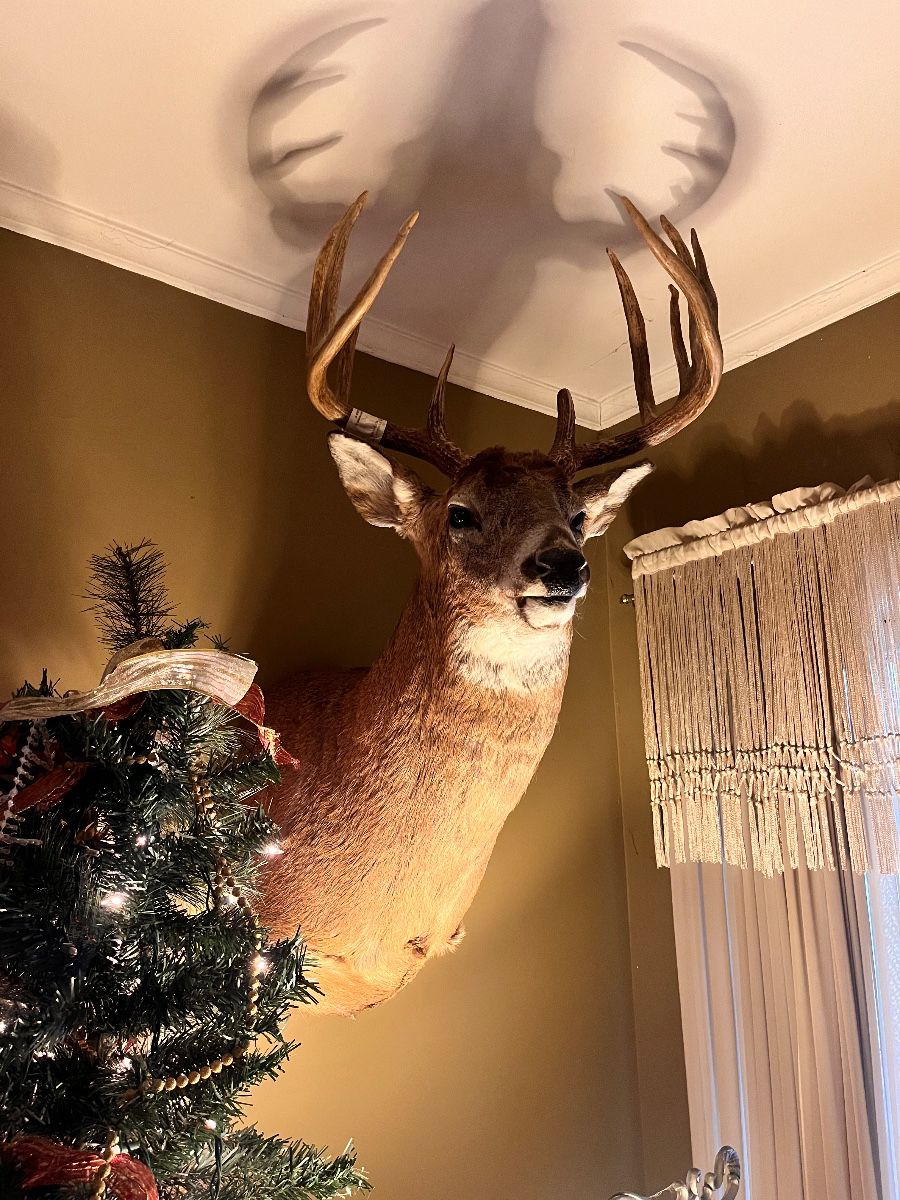 Whitetail Deer Shoulder Mount