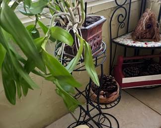 Dendrobium Orchid Plant in Ceramic Pot with Metal Stand