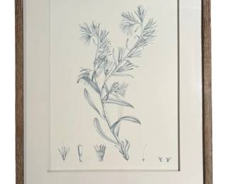 Antique Botanical In Blue II