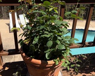 Rose Bush in Terracotta Pot