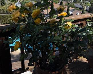 Yellow Climbing Rose in Terracotta Pot - 'Sparkle and Shine' or 'Walking on Sunshine'