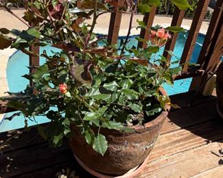 Potted Rose Bush - 'Easy Does It' Variety