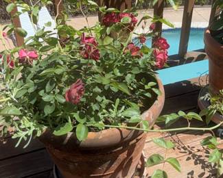 Terracotta Rose Pot with Red Roses