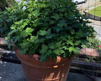 Large Terracotta Planter Pot with Mum Plant