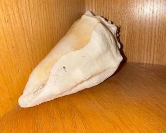 Queen Conch Shell